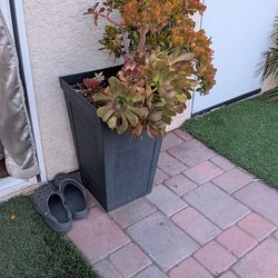 Flower. Pots and Curtains