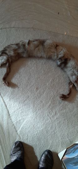 Vintage silver fox fur pelt wrap stole collar