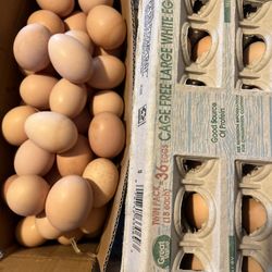 Eggs 