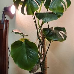 Monstera