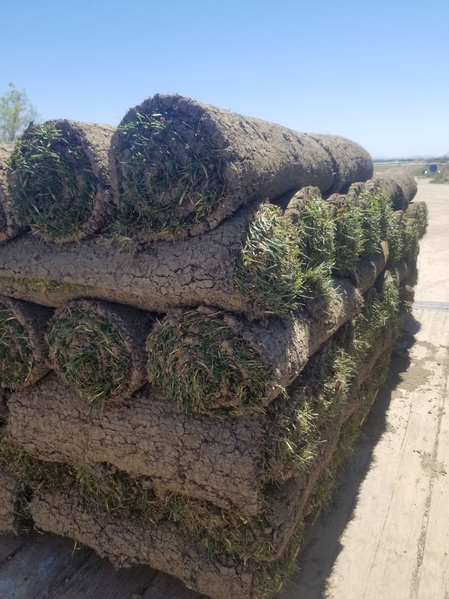 Sod $300