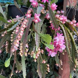 German Empress Epiphyllum 