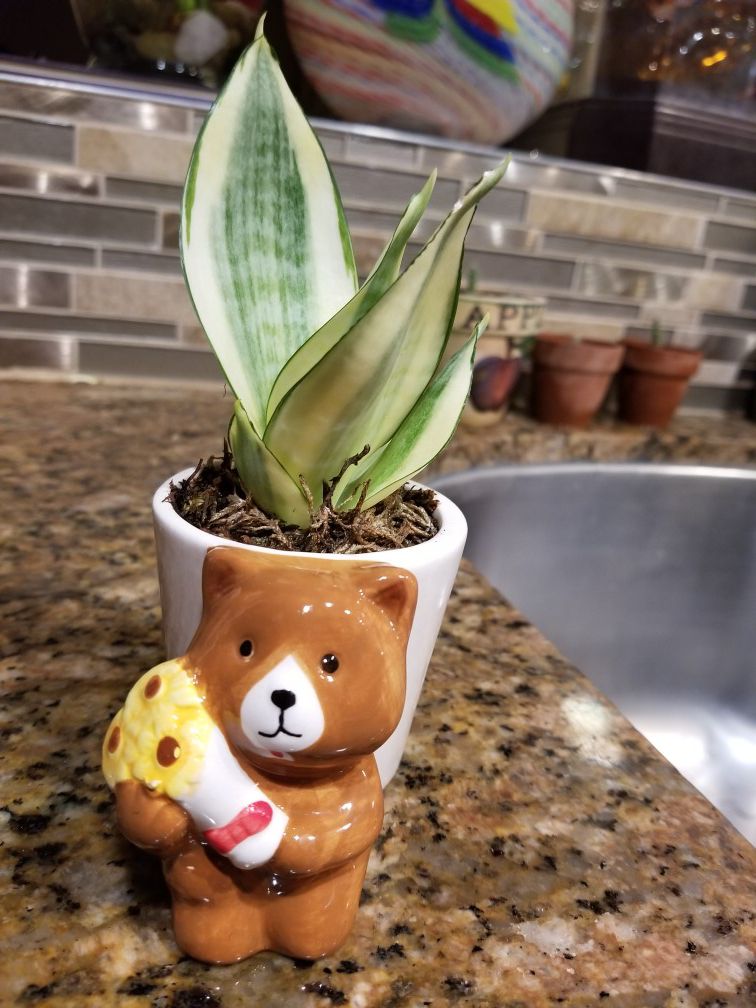 Variegated dwarf snake plant with cute pot