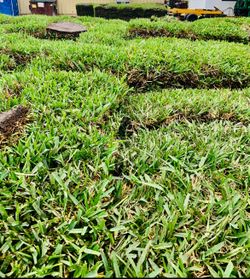 Fresh Cut St. Augustine Sod