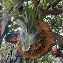 Superbum Staghorn Fern: Mounted Ready To Hang
