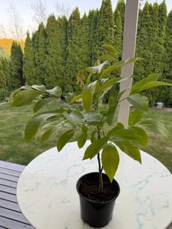 Walnut Tree ‘Juglans regia’ (Outdoor Life Plant)