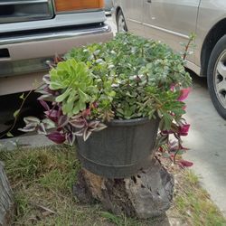Assorted Succulent Plant