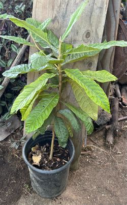 / Loquats /Árbol De Níspero 15 gal