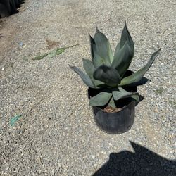 Agave celsii ‘Nova’