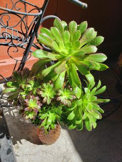 Succulent cuttings