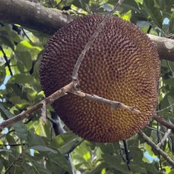 Fresh Jackfruit for Sale – Sweet & Ready to Eat