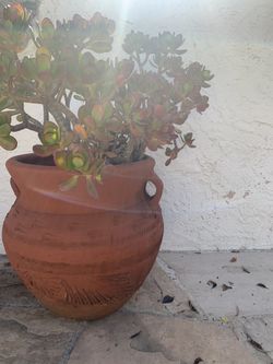 Large Plant With Clay Pot