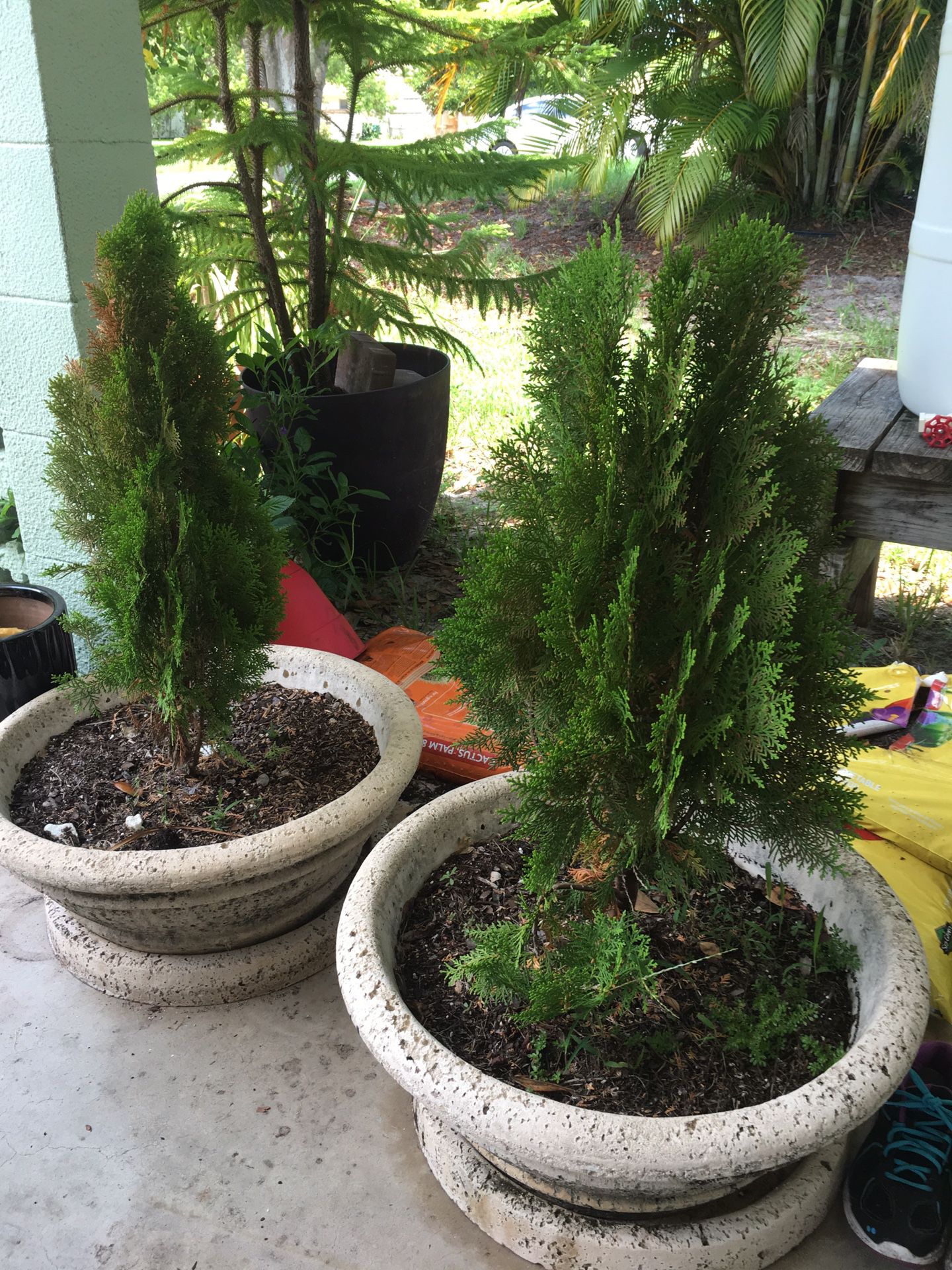 Large potted Japanese Cypress