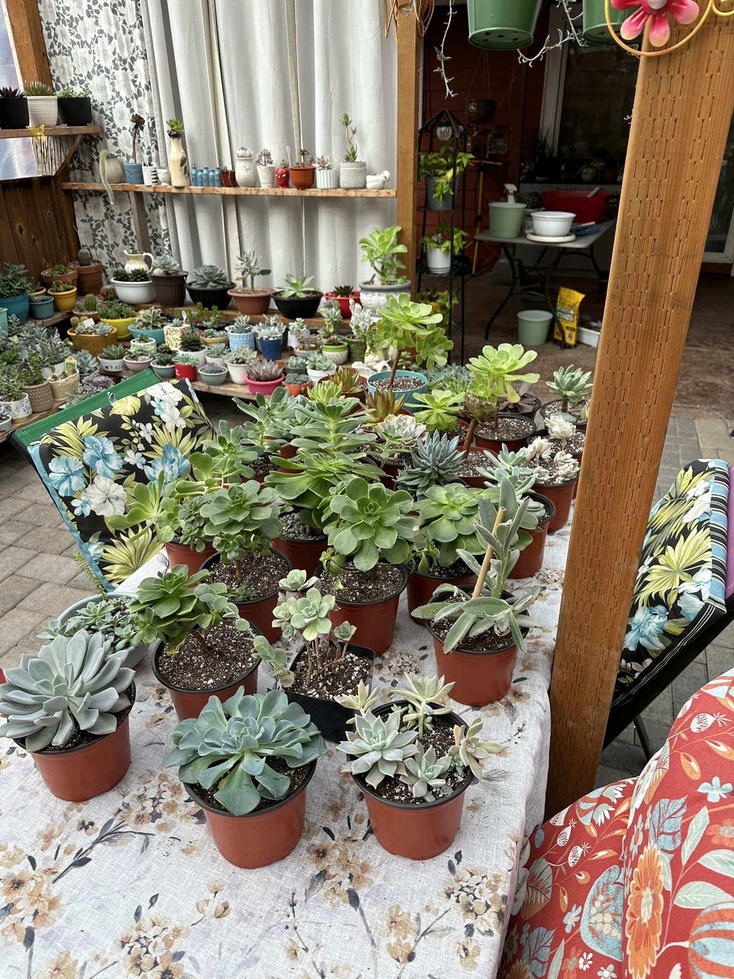 Succulents