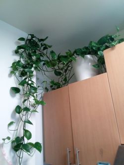 Plant