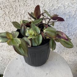 1 Gallon Pot Succulent Plant- Tradescantia Zebrina Evanesce - Wandering Dude - Rooted & Established - Drought Resistant - 🪴 