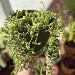 Succulent For Sale $10 “string Of Tear Drops”
