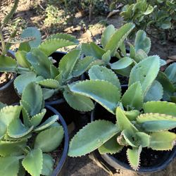 Kalanchoe O Madre De Miles