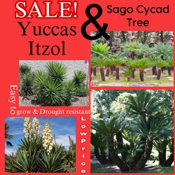 Yucca Itzol & Sago Cycad Palm 