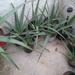 Alovera (Savila)Plants