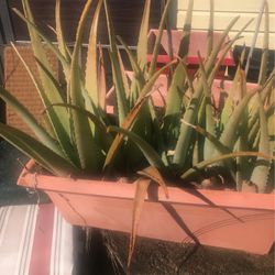 ALOE VERA PLANTS FOR SALE/// SAVILA EN VENTA