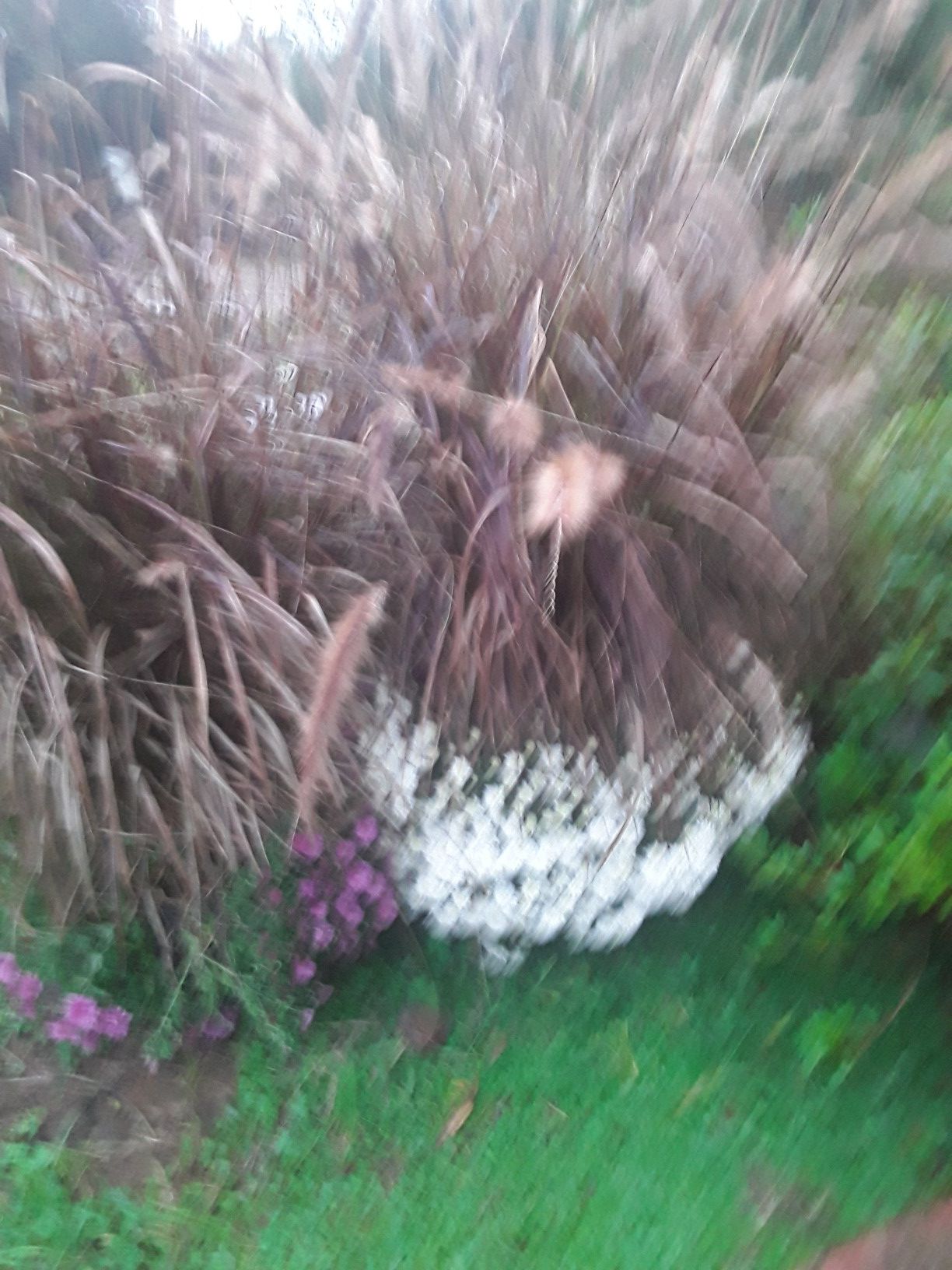 Purple Fountain grass. Mum6