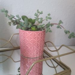 Ceramic Pot with Live Succulents 