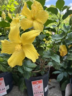 Hibiscus