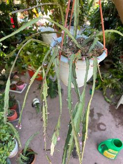 Lepismium Cruciforme Rhipsalis