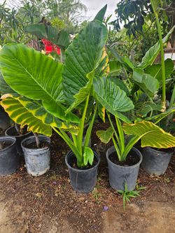 Elephant Ear Plant