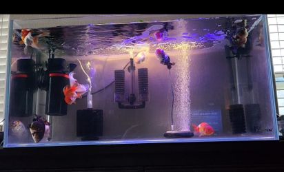 Landen Rimless Aquarium