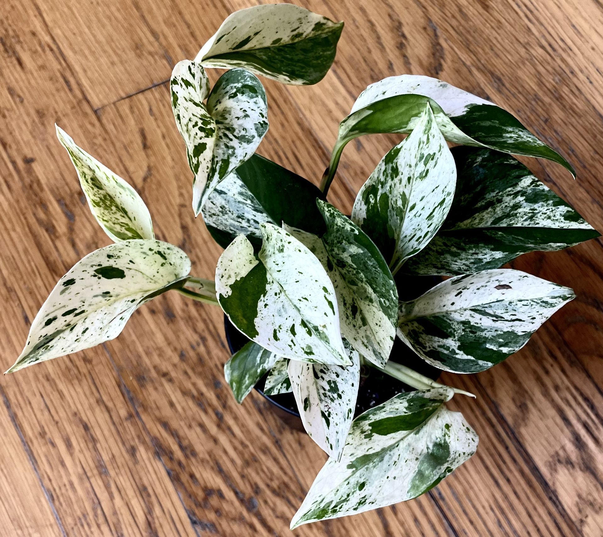 Marble Queen Pothos Ultra White Plant / Low-Light Friendly / Free Delivery Available 