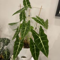 Alocasia Frydex