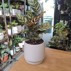 I$20 Indoor Plants 