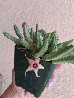 Huernia "Stapelia " Procumbens Plant $18