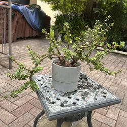 Bonsái And Chinese Pots 