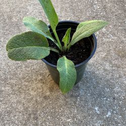 Comfrey 