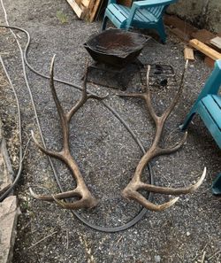 Huge elk shed for sale