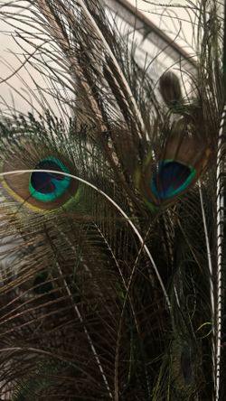 Peacock Feathers