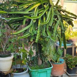 Big Dragon Fruit Tree 