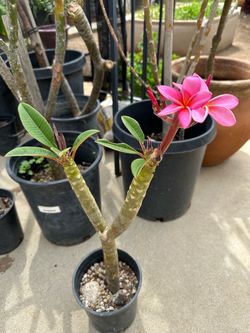 Plumeria en 1 Gln