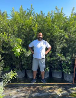 7 foot Podocarpus Privacy Hedge Trees in Pots