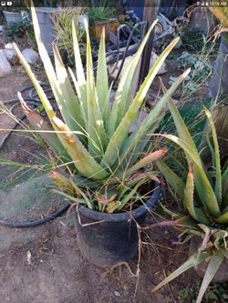$26 aloe
