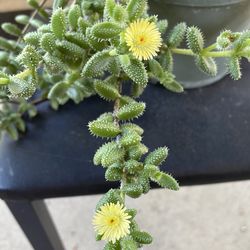 Hanging Plant