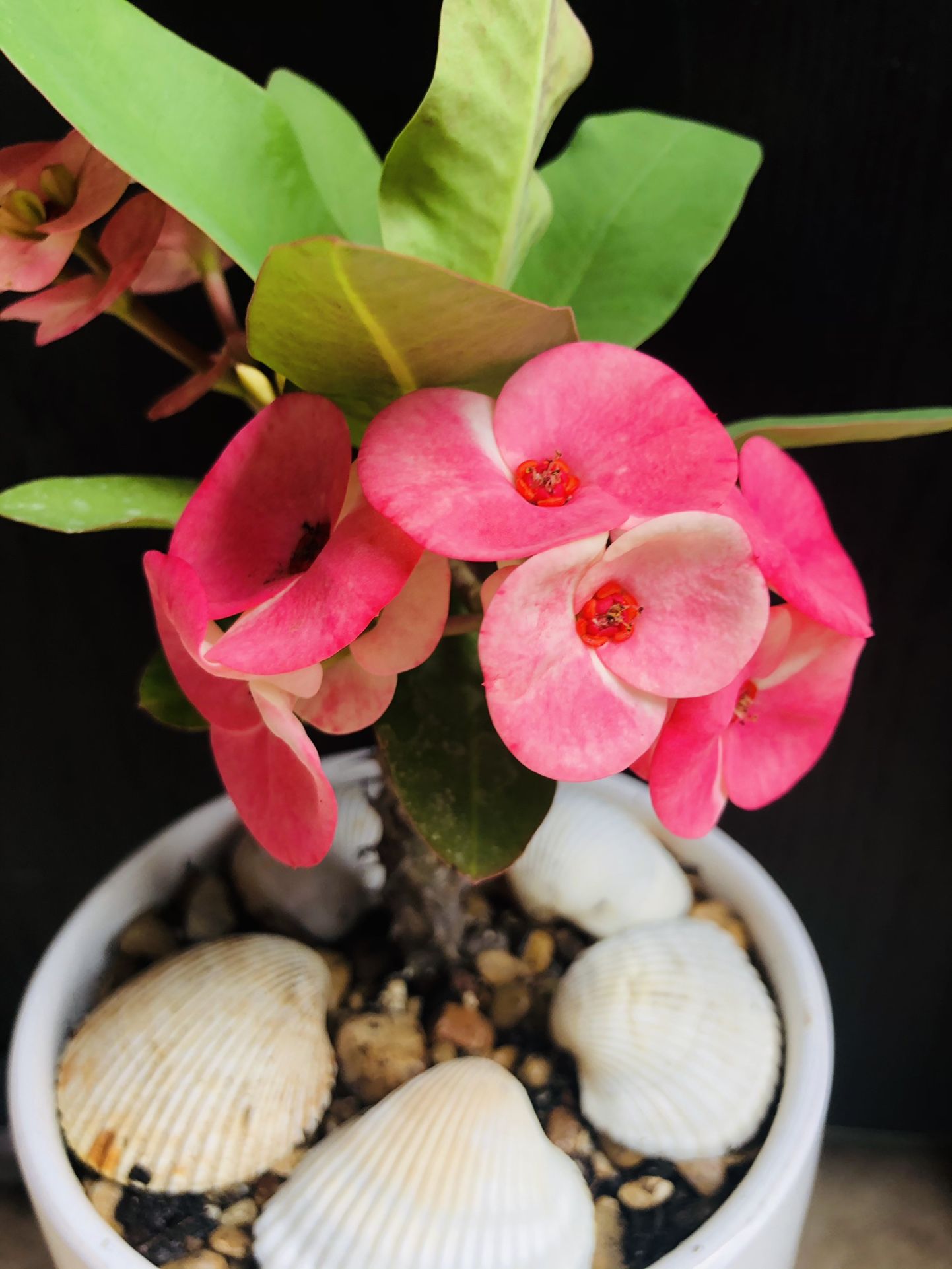 Wish Pink Crown Of Thorn Corona Thai Hybrid Millionaire Big Flower Blooming This Is Special Gift For Mother