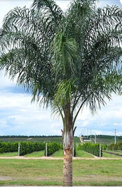 Queen Palm tree each one $6