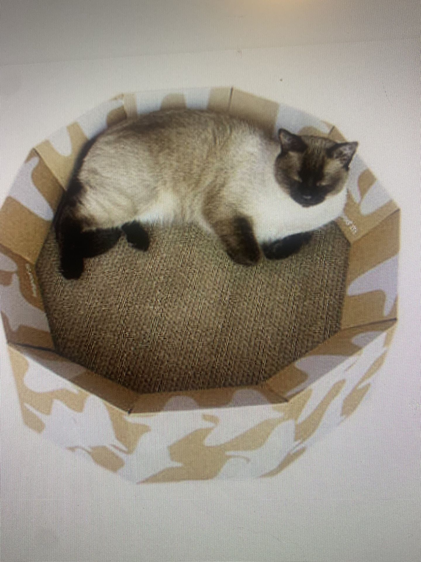 Cat Scratching Post Lounge