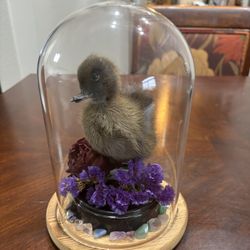 Taxidermy Art Piece