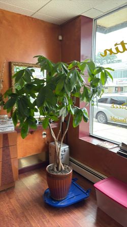 Money tree