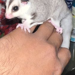 Sugar Glider Available 